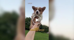 In China, a corgi joined the police force