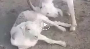 An incidental situation with some goats