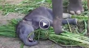 Спящий слоненок и голодная мама