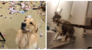 Woolly mischief-makers: 20 pets that are too cute to be angry with (21 photos)