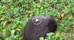 Baby porcupine playing air guitar