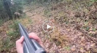 The bear almost attacked the hunter, but the man took pity and did not shoot