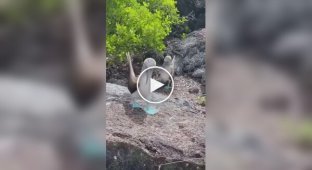 A pair of blue-footed boobies show off their new boots