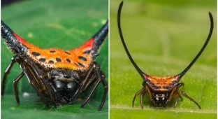 Почти приспешник дьявола: паук Macracantha arcuata (6 фото + 1 видео)