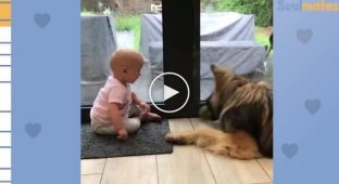 Cuteness video. German Shepherd plays and cares for a little girl