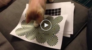 Кот тоже способен увидеть иллюзии