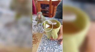 Попугай судорожно пытался помочь хозяевам размешать кофе