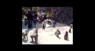 Огромное количество голодных обезьян