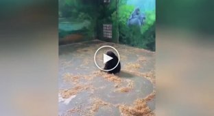 A baby chimpanzee cleans up his enclosure in a funny way