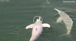 Scientists have discovered why Amazonian dolphins release streams of urine into the air