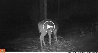 Захоплююче та унікальне відео показує, як олень скидає свої роги