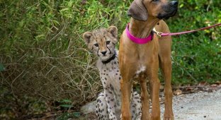 How a dog and a cheetah became friends (4 photos + 1 video)