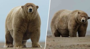 Раздобревший полярный медведь получил прозвище "Толстяк Альберт" (3 фото)