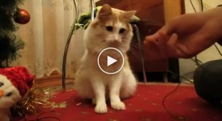 Кот чистит провода