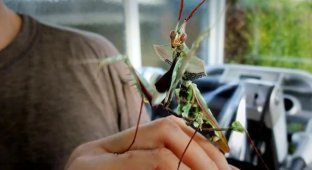 Devil's flower: the life of this praying mantis is like a space horror movie (11 photos)