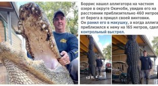 В США охотник убил 80-летнего аллигатора длиной около 4-х метров и весом более 400 кг (2 фото)