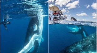 12 Stunning Pictures of Humpback Whales Playing With Photographers (13 Photos)