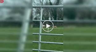 A man saved a sheep that was lying on its back and couldn't roll over