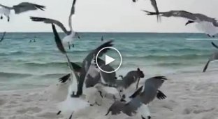 Как поймать голодную птицу