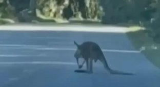 Perceives people as "sparring partners": authorities closed the city due to the threat of a wild kangaroo (3 photos)