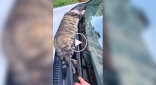 A mouse is dreaming: a cat is resting on a car