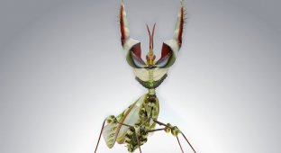 Самые жуткие насекомые планеты (11 фото)