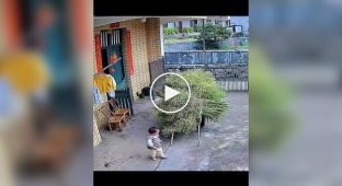 When a child decides to help his parents