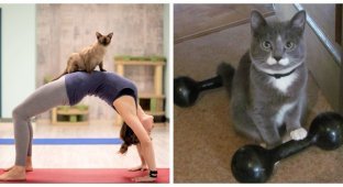 Кіт та спорт (27 фото)