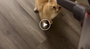 Not all cats are afraid of the vacuum cleaner