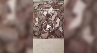 Turtle sat under the floor of a house for more than 10 years