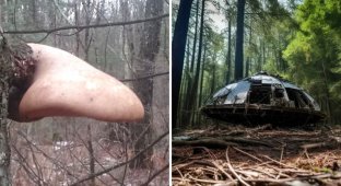 16 таинственных штук, обнаруженных во время невинных прогулок по лесу (17 фото)