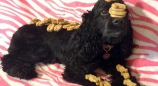 Талантливая Белла Бу – необычная собака, которая умеет балансировать (11 фото)