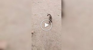 An elderly cat greets its owner