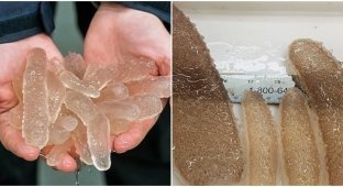 Strange sea creatures are increasingly washing up on the shores of the Pacific Ocean (7 photos + 1 video)