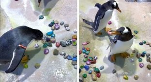 В Сети показали, как мило пингвины добиваются внимания партнера (2 фото + 1 видео)