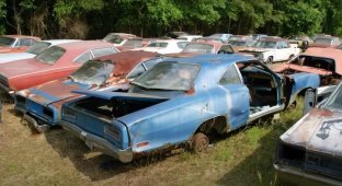 Junkyard with hundreds of muscle cars found in the USA (2 photos + 1 video)