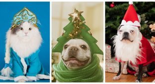 Праздничные наряды - удачные и не очень (31 фото)