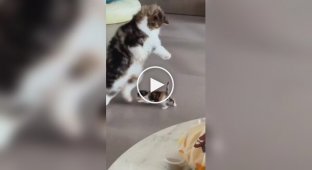 Кошка радуется первым шагам своего котенка