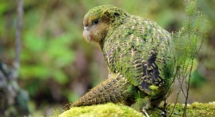 Какапо - нелетающий попугай из Новой Зеландии (23 фото)