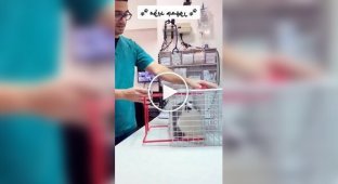 A special cage for angry and nervous cats