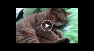 Забавная реакция сонного кота