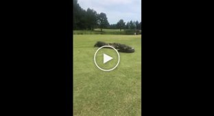 Аллигаторы не поделили поле для гольфа и два часа дрались друг с другом