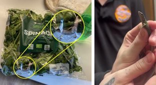 Супруги нашли в холодильнике ящерицу, больше недели прожившую в пачке шпината (4 фото + 1 видео)