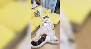 В Китае стали популярны гигантские подушки в виде домашних животных