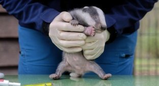 Badger cubs undergo medical examination (4 photos)