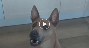 Dog talking to his owner