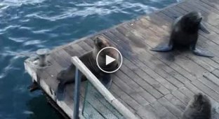 Морской котик копирует смех девушки