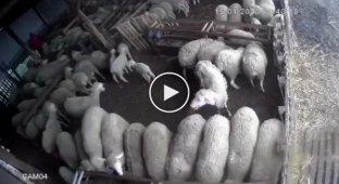 Овца неожиданно напала на работника фермы в загоне