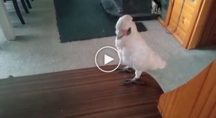 The parrot who hates broccoli