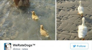 Твиттер-аккаунт, который смешно оценивает собак (15 фото)